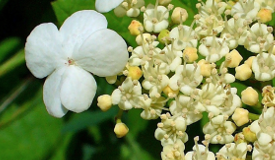 Viburnum opulus